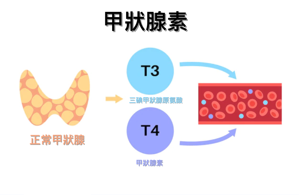 甲狀腺素, 三碘甲狀腺原氨酸