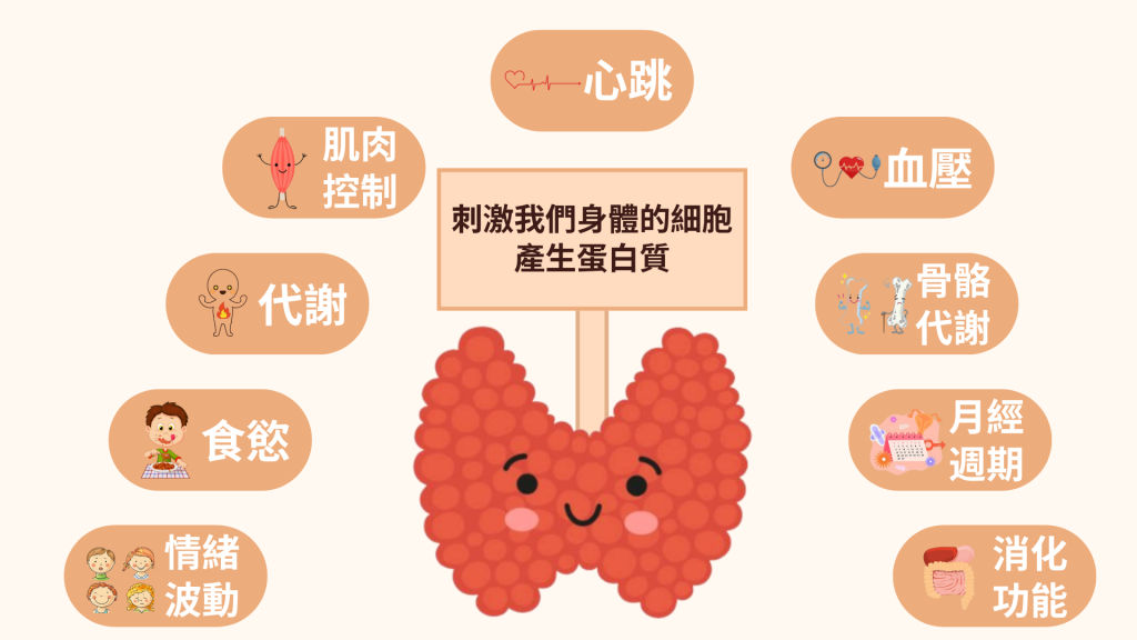 受甲狀腺素影響的身體功能